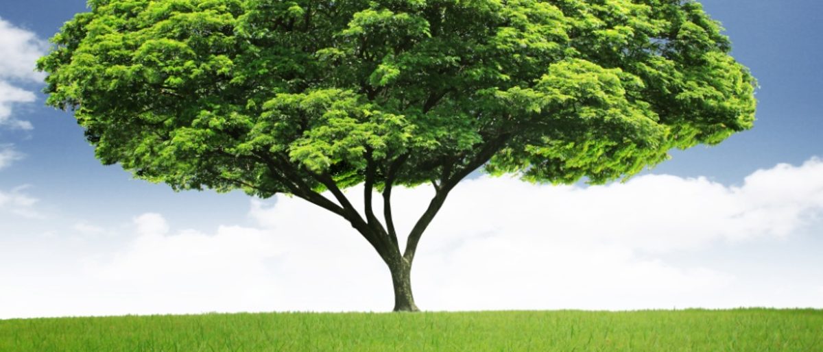 Baum Umwelt Energie