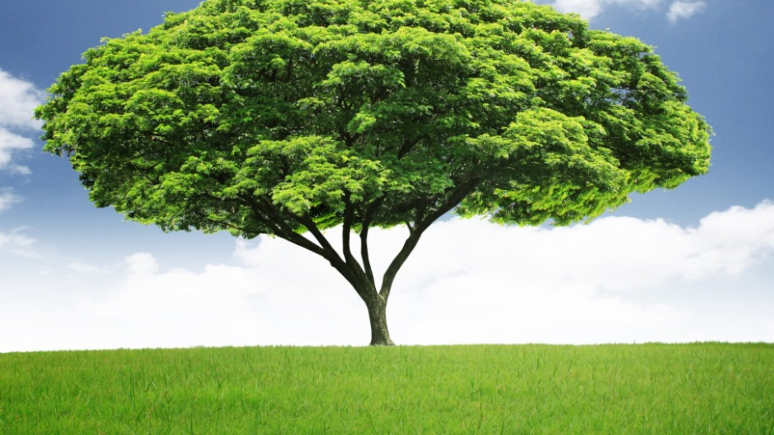 Baum Umwelt Energie