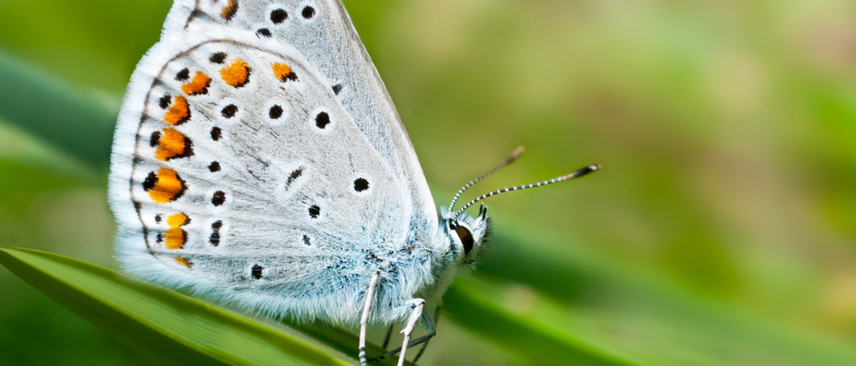 Dämmstoffe Natur nachhaltig