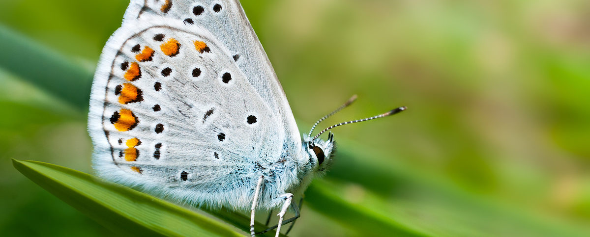 Dämmstoffe Natur nachhaltig