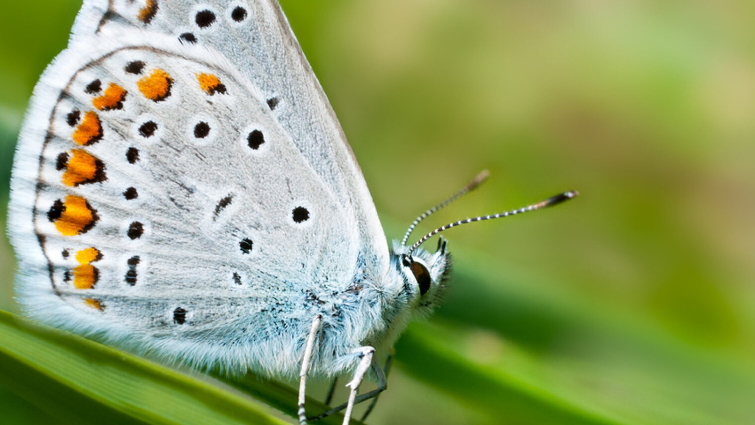 Dämmstoffe Natur nachhaltig