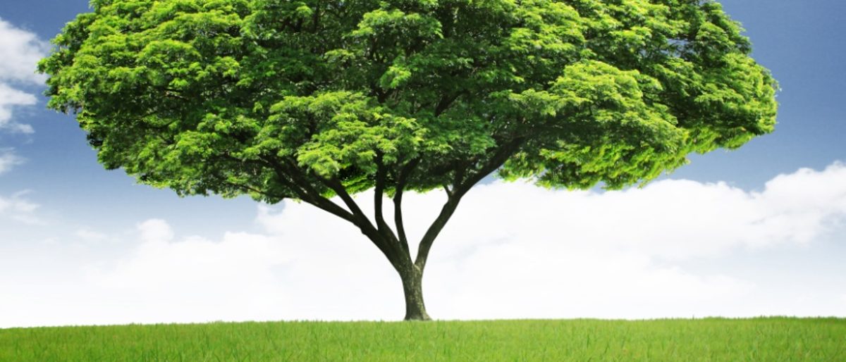 Umwelt Baum